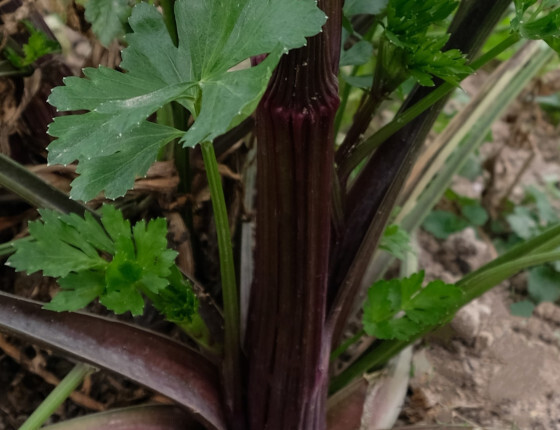 Celeri_à_côte_violet_de_touraine