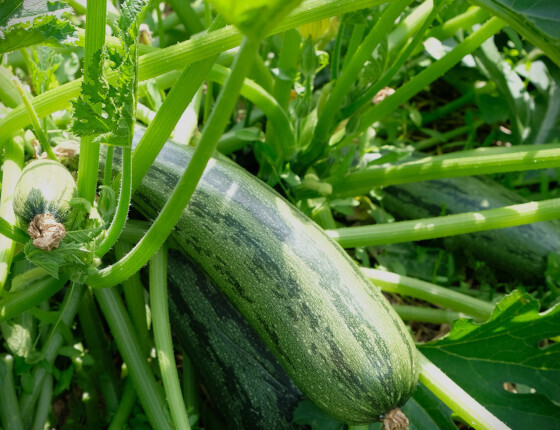 Courgette_rayée_J_