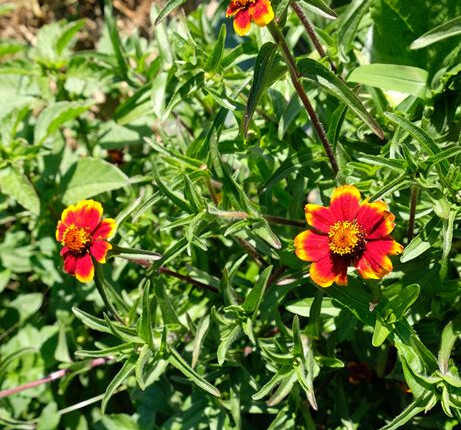 Dahlia