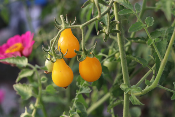 semence_tomate_cerise_jaune_poire_M_1