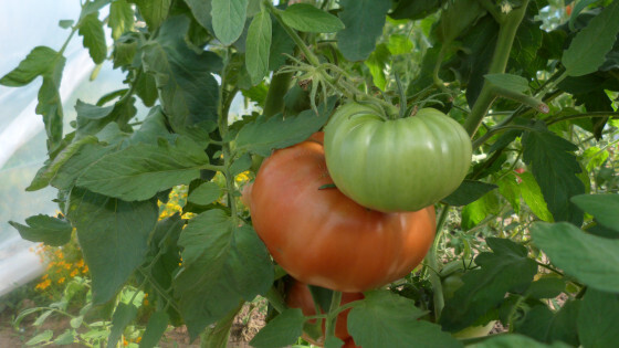 semence_tomate_super_marmande_M_1