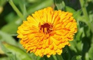 Souci calendula