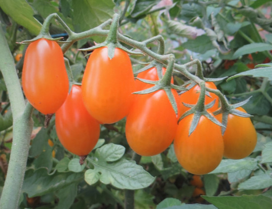 Tomate_cerise_olive_orange_ced_2