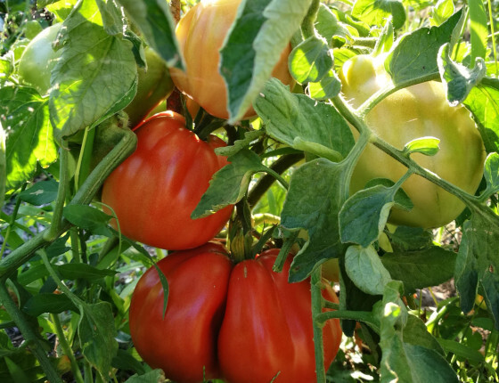 Tomate_coeur_de_boeuf_de_Nice_J_