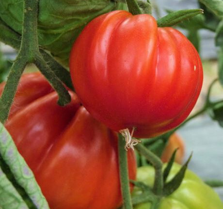 Tomate Coeur de boeuf de Nice