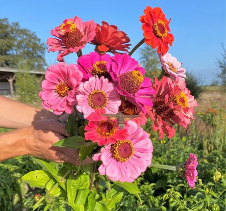 Zinnia